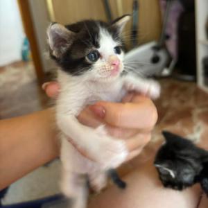 Oreo