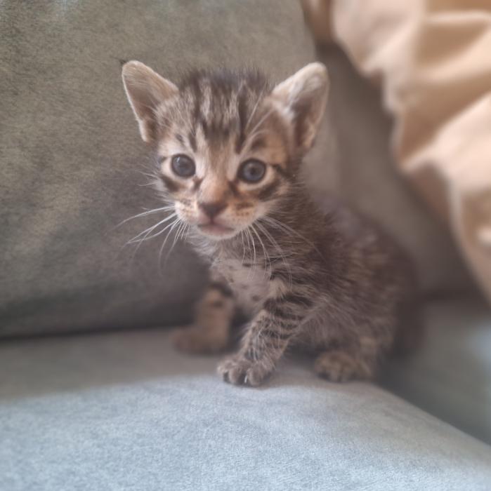 Cati