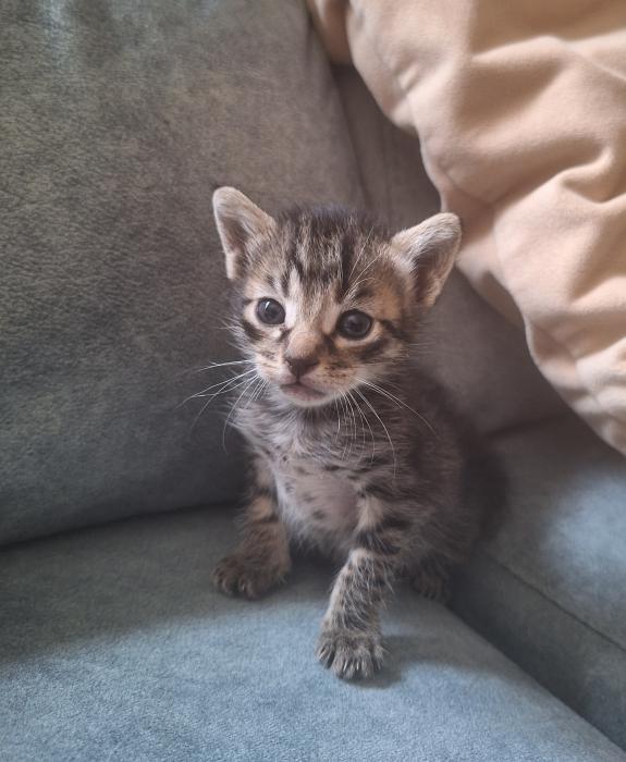 Cati