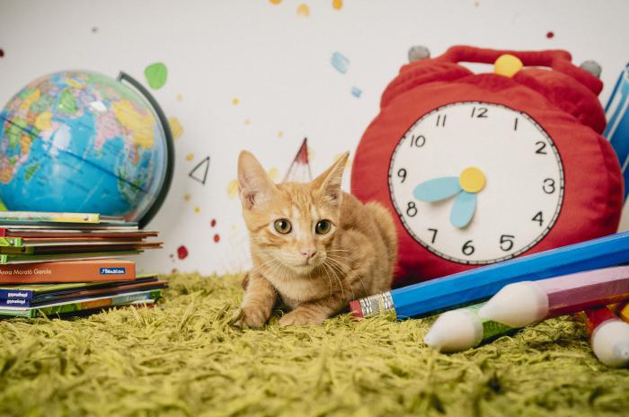 Limón (3 meses)