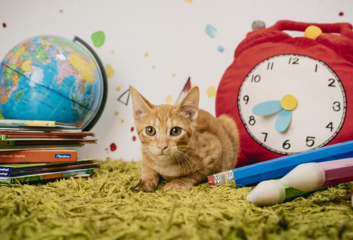 Limón (3 meses)