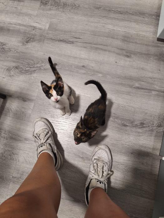 Manchitas