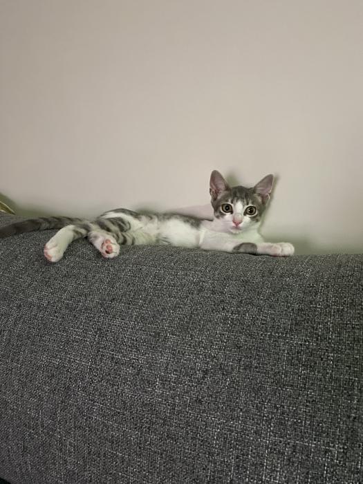 Loki