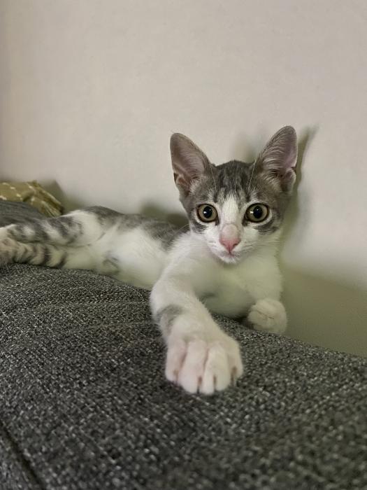 Loki