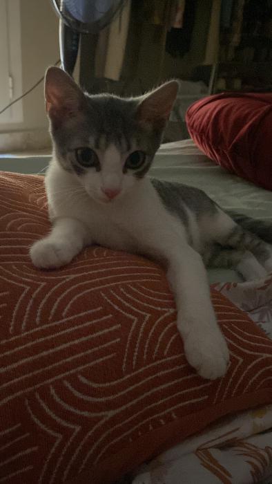Loki