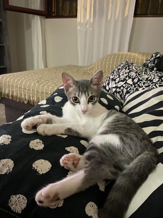 Loki