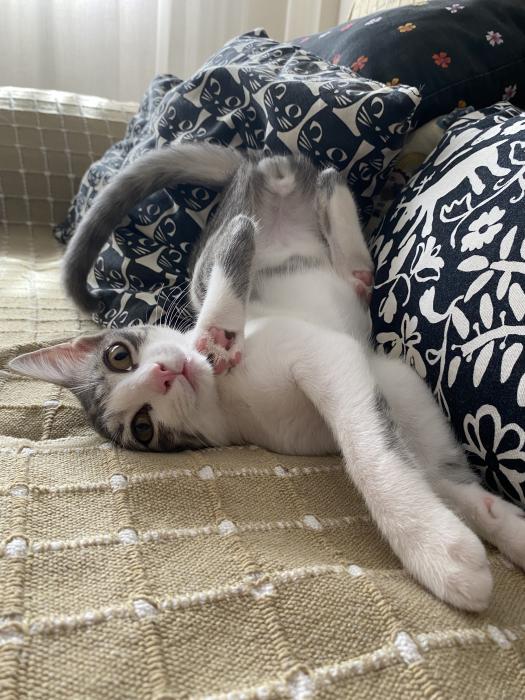 Loki