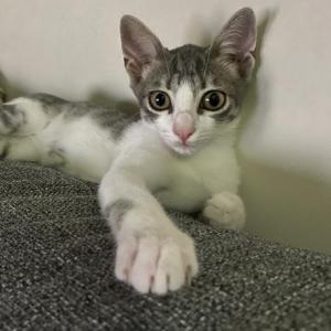 Loki
