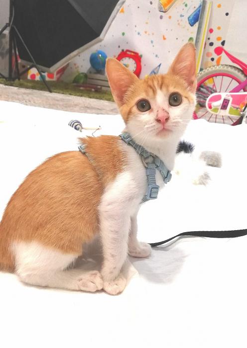 Minerva (4 mesecitos)