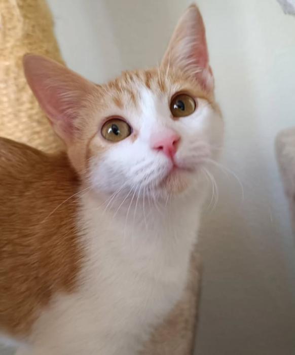 Minerva (4 mesecitos)