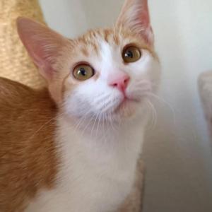 Minerva (4 mesecitos)