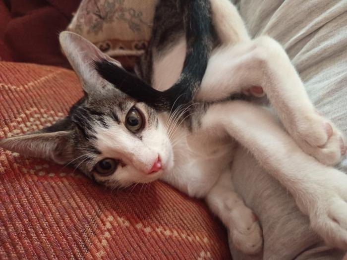 Chiqui
