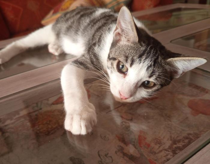 Chiqui