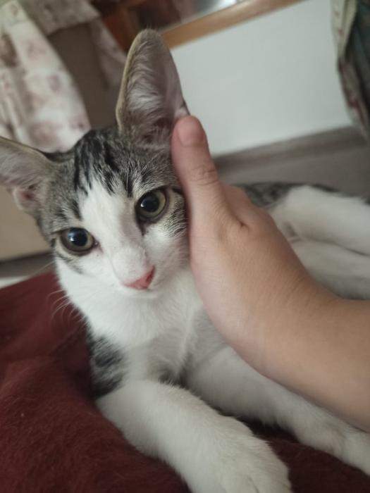 Chiqui