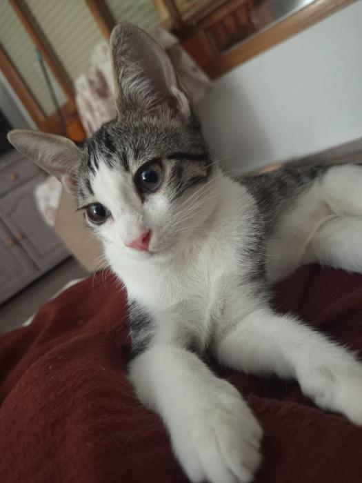 Chiqui