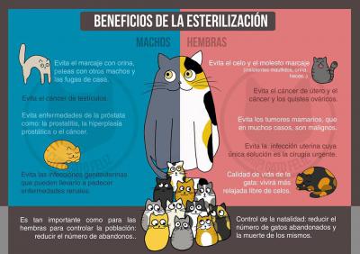 Beneficios de esterilizar a los gatos: razones científicas para actuar con responsabilidad Beneficios de esterilizar a los gatos: razones científicas para actuar con responsabilidad