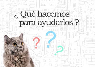 De dnde provienen los gatos callejeros y cmo ayudarlos? 